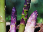 asparagus