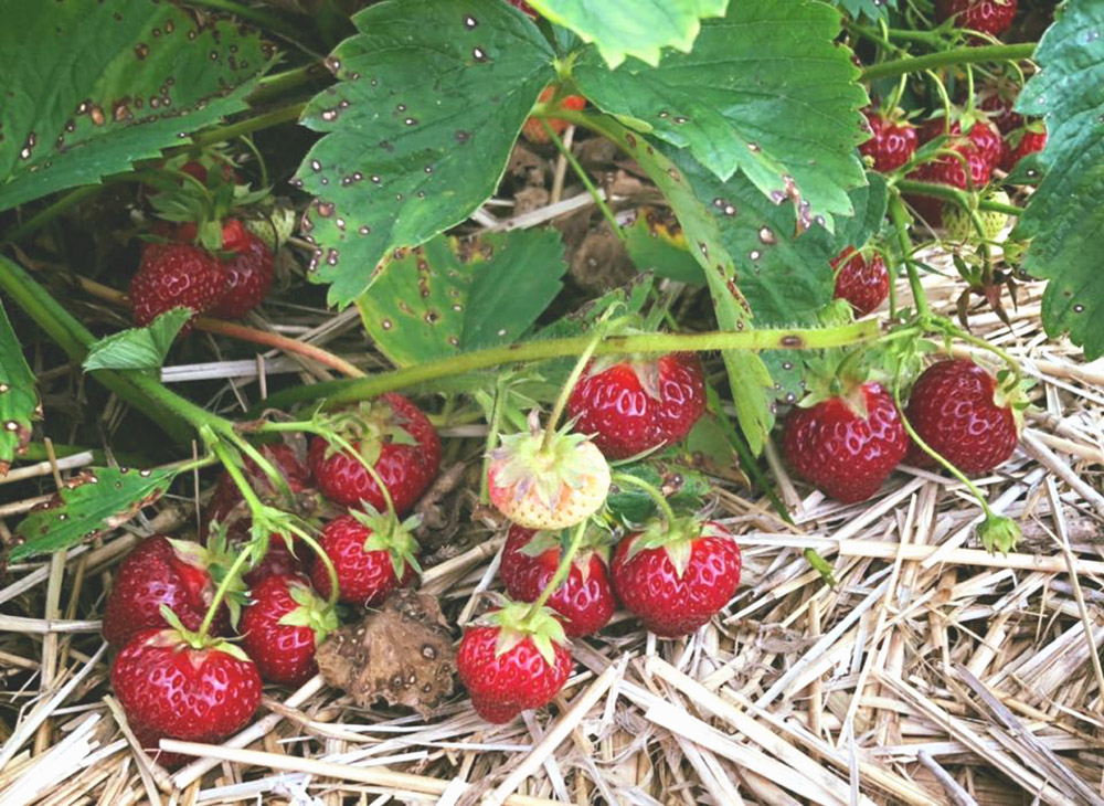 When to Remove Straw from Strawberries in 2020