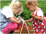 picking strawberries in Wisconsin