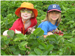 picking strawberries in Wisconsin