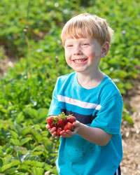 Bures Berry Patch - Strawberries