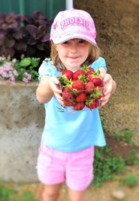 Bures Berry Patch - Strawberries