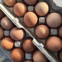 Bures Berry Patch - Eggs