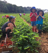 Bures Berry Patch - Strawberries