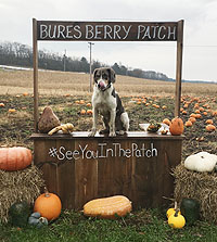 Bures Berry Patch - Pumpkins